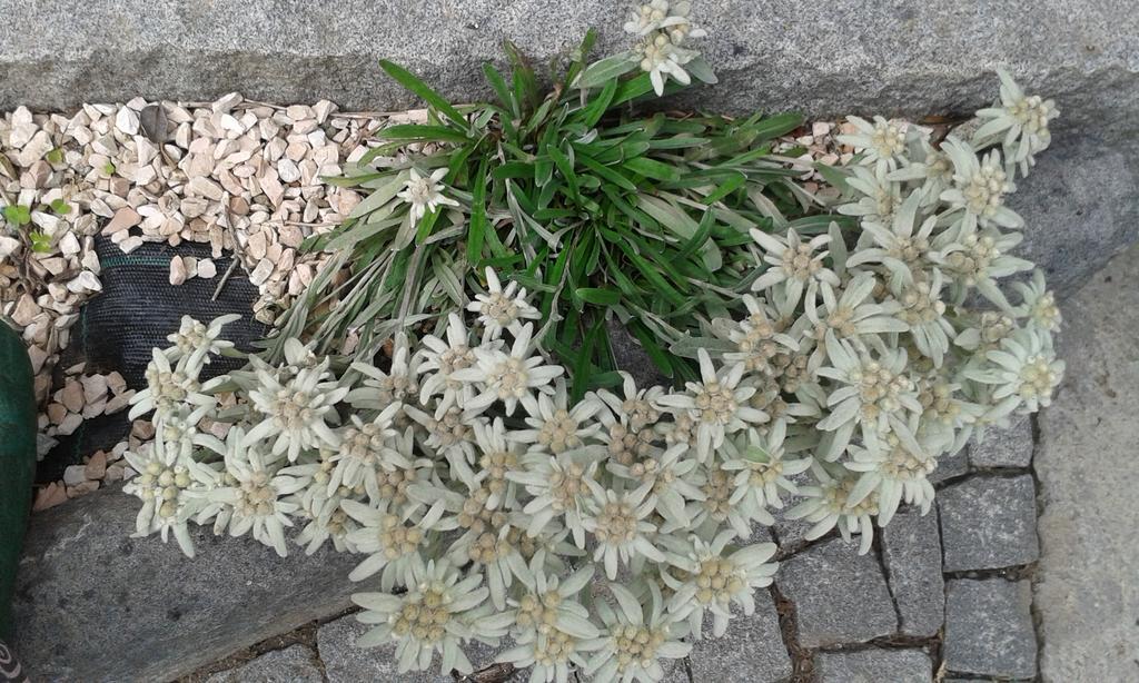 Hotel La Stella Delle Alpi Vico Canavese Zewnętrze zdjęcie